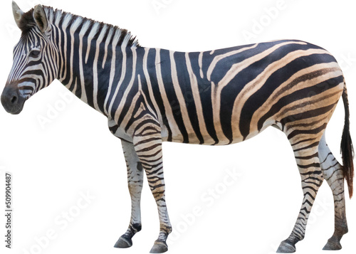 zebra standing isolated