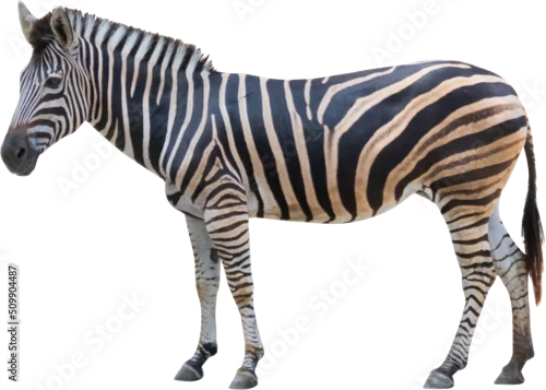 Obraz zebra standing isolated