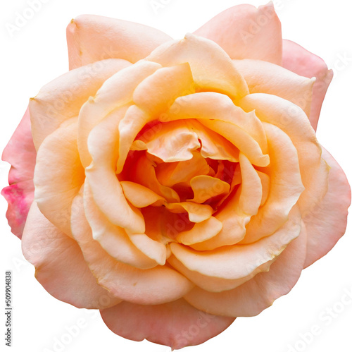 Fototapeta Naklejka Na Ścianę i Meble -  Beautiful rose flower isolated
