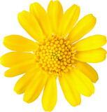beautiful yellow daisy flower isolated