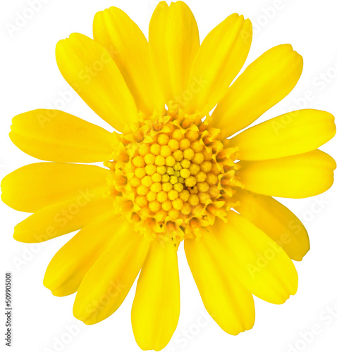 Fototapete beautiful yellow daisy flower isolated