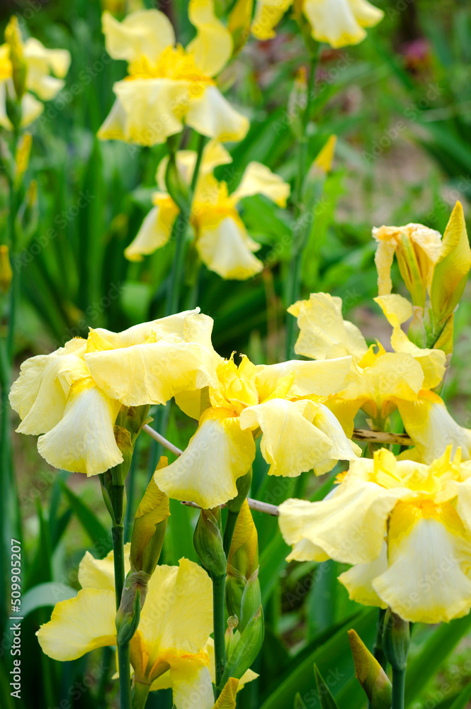 Obraz premium Yellow large iris flowers in the garden close up