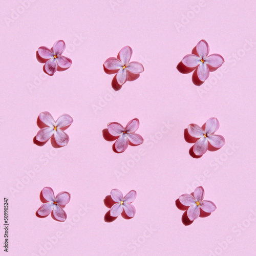 Colorful bright floral pattern of lilac on pink background. Group of flower buds making tracery. Flat lay, top view. 