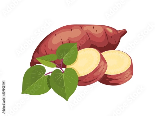 Vector illustration, sweet potato with fresh leaves and slices, isolated on white, suitable for posters, websites, brochures and agricultural products packaging.