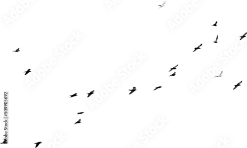 Fotografie, Obraz Flock of birds flying isolated