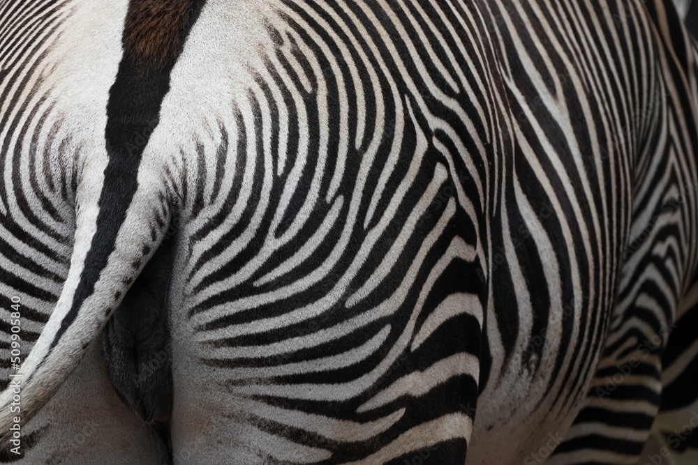 zebra closed up zebra closed up