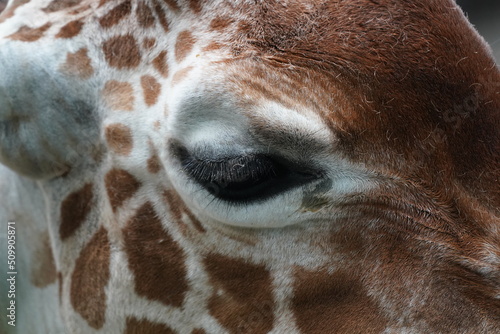 giraffe eye closed up