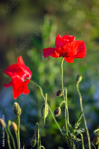 Red poppies on top of the lake.