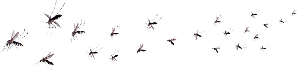 Flying mosquitoes isolated