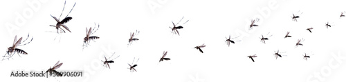 Flying mosquitoes isolated photo