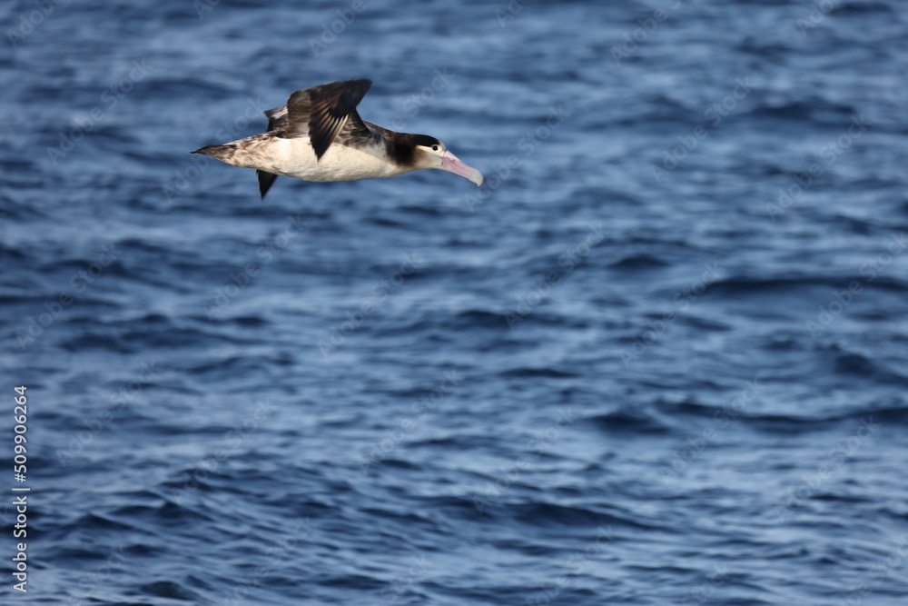 Short-tailed albatross (Diomedea albatrus) in Japan Short-tailed albatross (Diomedea albatrus) in Japan