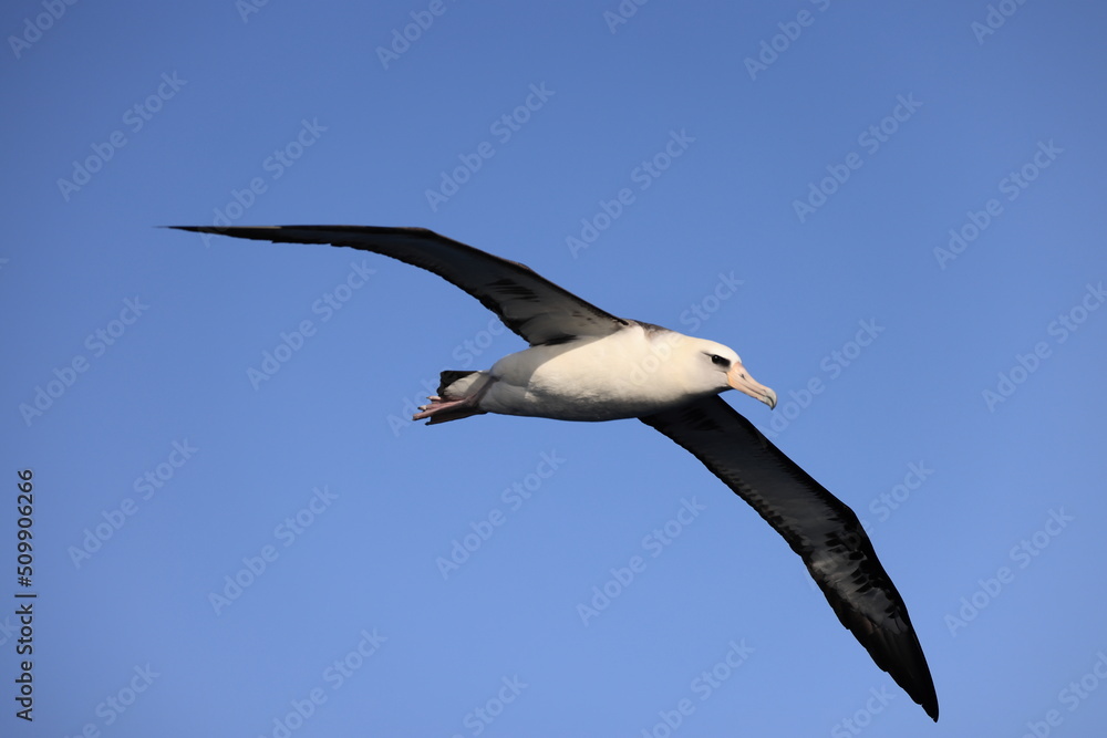 Laysan albatross (Diomedea immutabilis) in Japan Laysan albatross (Diomedea immutabilis) in Japan