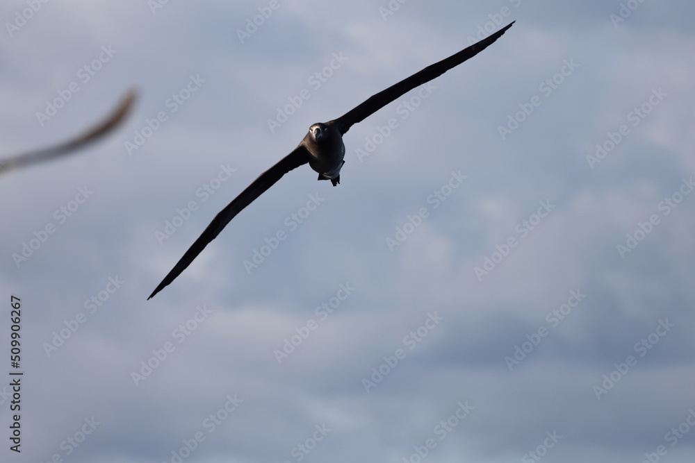 Black-footed albatross (Diomedea nigripes) in Japan Black-footed albatross (Diomedea nigripes) in Japan