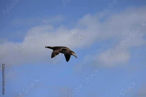 Black-footed albatross  Diomedea nigripes  in Japan