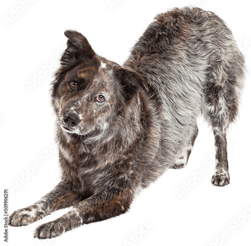 Photography Australian Shepherd Mix Breed Dog Bowing