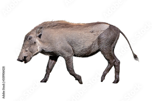Photography Baby Warthog Walking Side