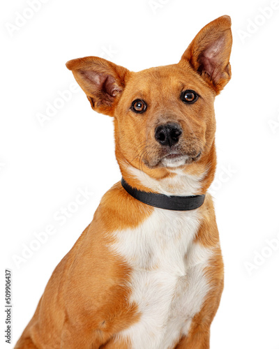 Fototapeta Naklejka Na Ścianę i Meble -  Brown Mixed Breed Dog Close Up