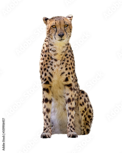 Cheetah Big Cat Sitting Facing Looking Forward