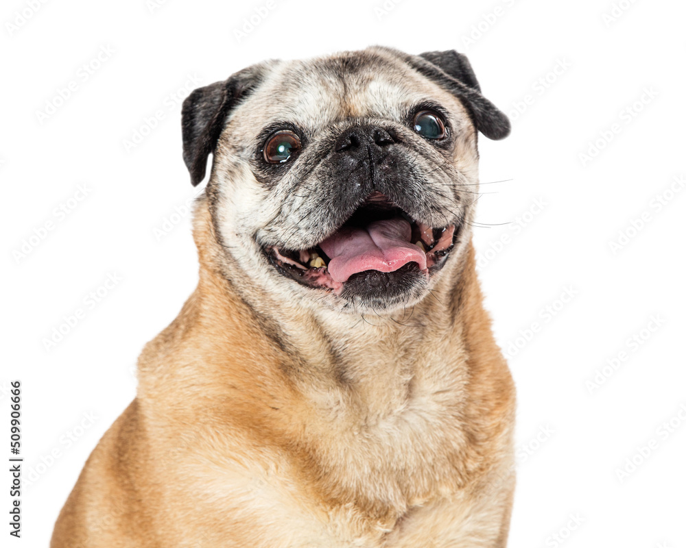 Obraz premium Joyful Pug Dog Smiling Closeup