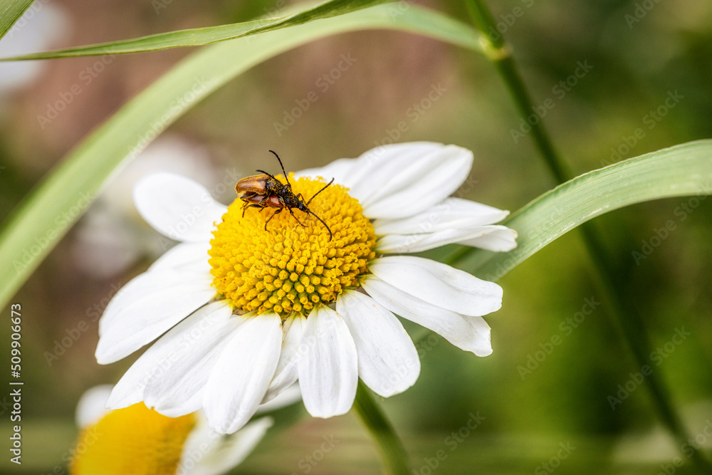 Obraz premium Käfer auf einer Blume