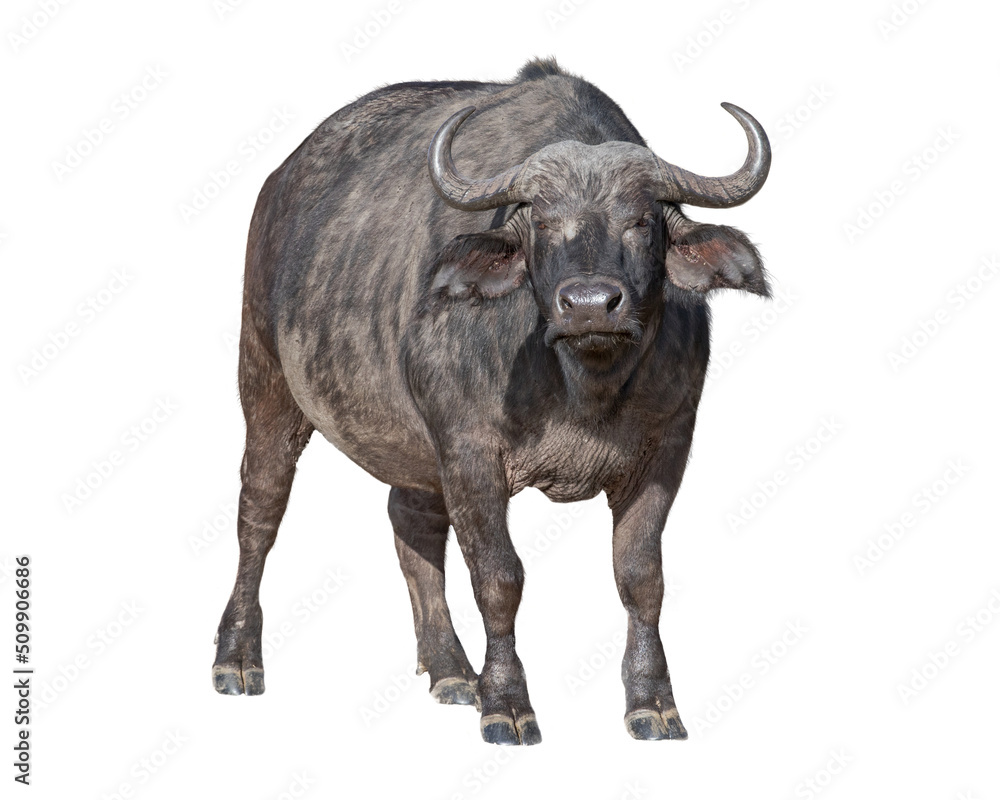 Naklejka premium African Cape Buffalo