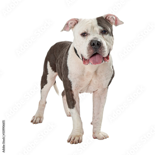 Photography Friendly Pit Bull Dog Standing