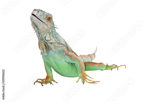 Iguana Lizard