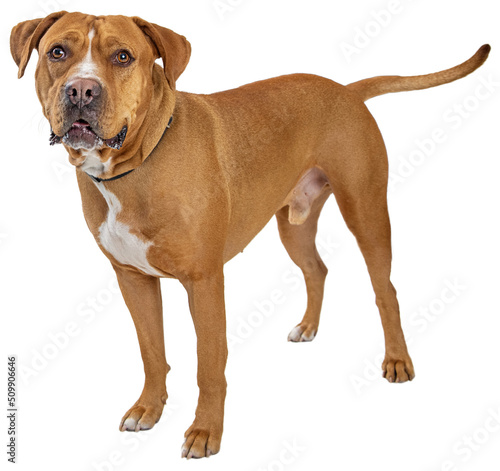 Photography Big Brown Dog Standing