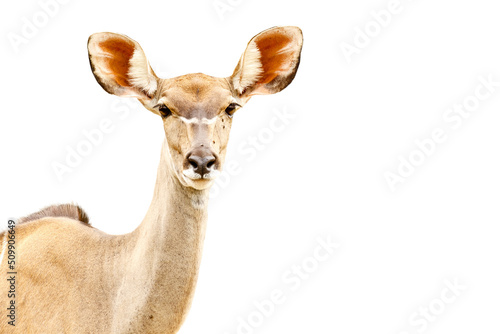 African Springbok Closeup