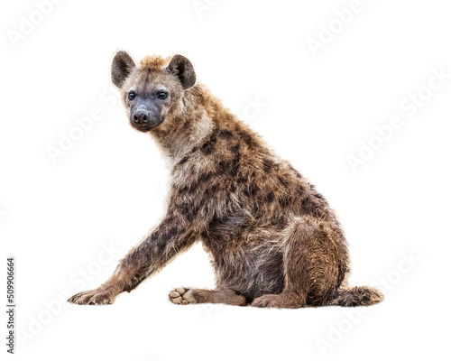 Hyena Sitting Facing Side