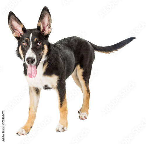 Photography Shepherd Puppy Standing With Open Mouth