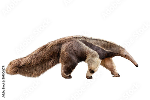 Anteater Facing Side