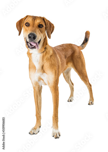 Photography Happy Shepherd Crossbreed Dog Standing