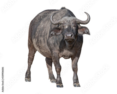 African Cape Buffalo photo