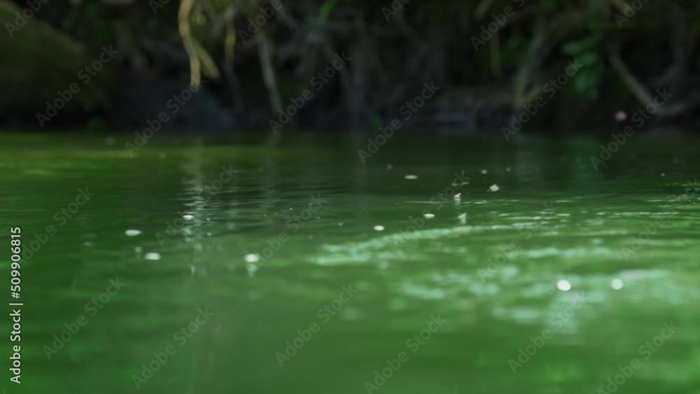 Many summer midges fly over the green fast river. Fast current and lots of flying insects in the air. Many summer midges fly over the green fast river. Fast current and lots of flying insects in the air.