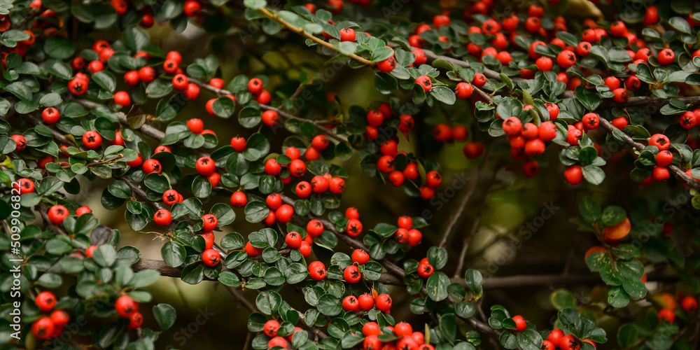 Beautiful branches with red berries outdoors, closeup