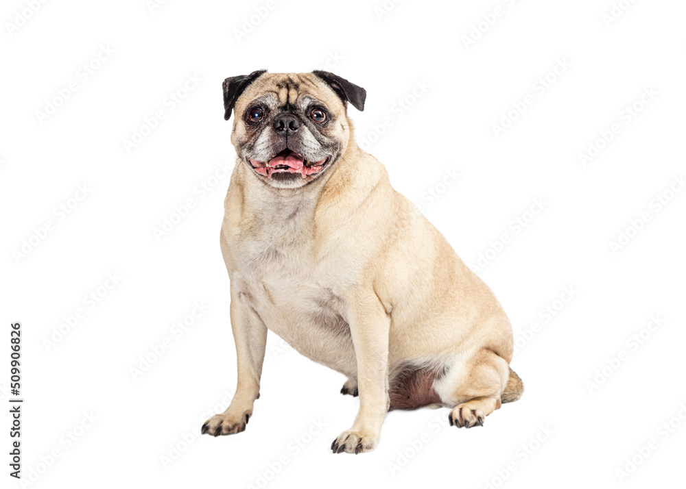 Obraz premium Large Fawn Pug Sitting Side Looking Forward