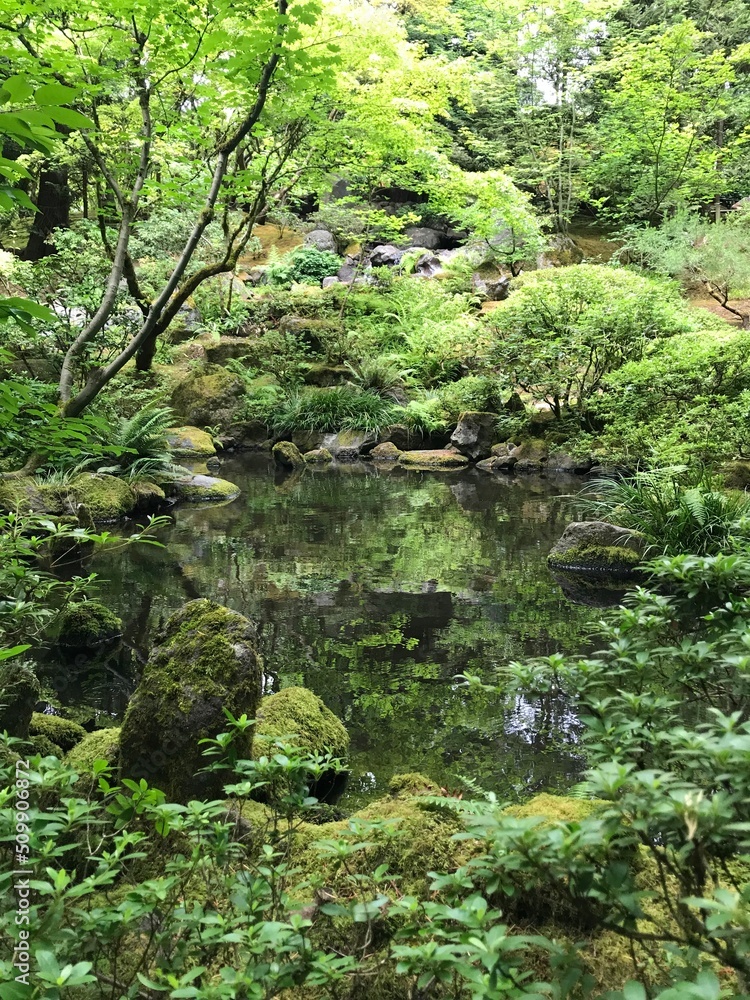 stream in the forest stream in the forest