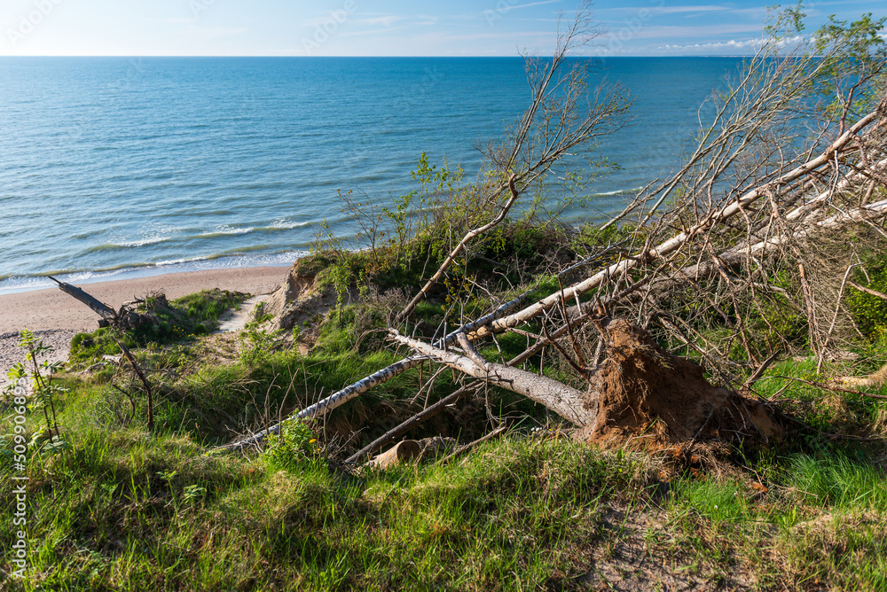 Landslide cliff by the sea with trees, Labrags, Latvia.