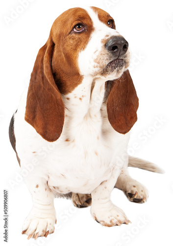 Angry Basset Hound Dog  