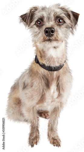 Tablou pe pânză Attentive Cute Terier Crossbreed Dog Sitting