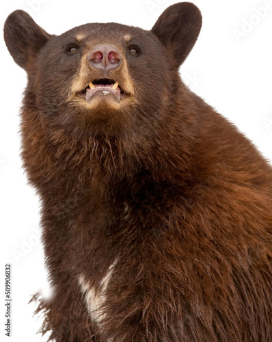 Photography Closeup Black Bear