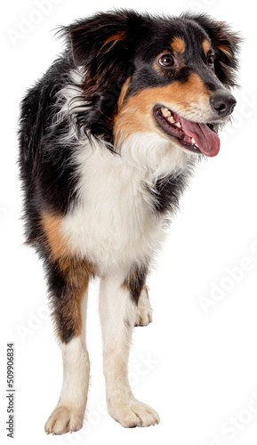 Photography Aussie Dog Facing Forward Looking Side