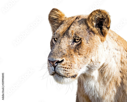 Photography Closeup Lioness Profile