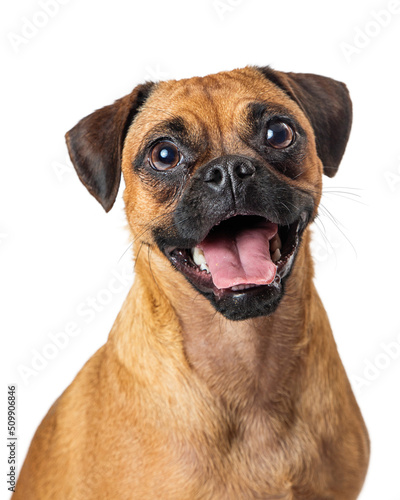 Fototapeta Naklejka Na Ścianę i Meble -  Funny Happy Pug Beagle Dog Closeup