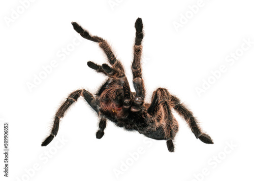 Leinwand Poster Angry Tarantula Spider