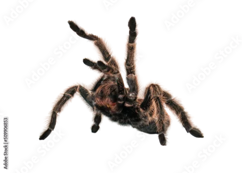 Obraz Angry Tarantula Spider  