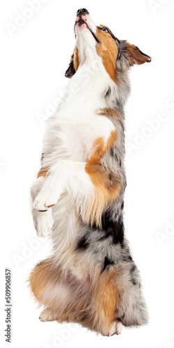 Photography Australian Shepherd Dog Begging