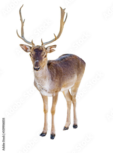 Reindeer Standing With