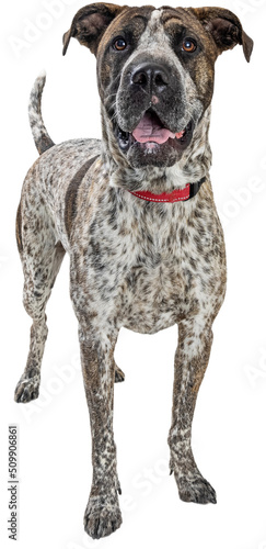 Photography Mixed Large Breed Brindle Happy Dog Standing